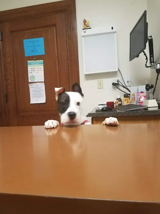 Bogey Hills Animal Hospital Picture 4