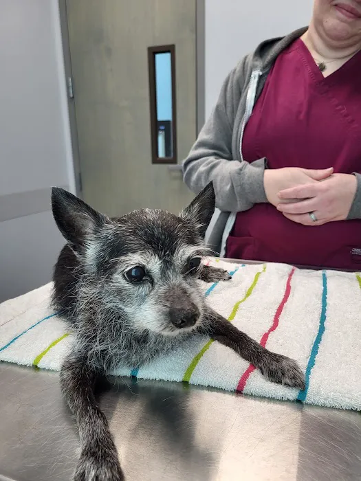 Bogey Hills Animal Hospital Picture 8