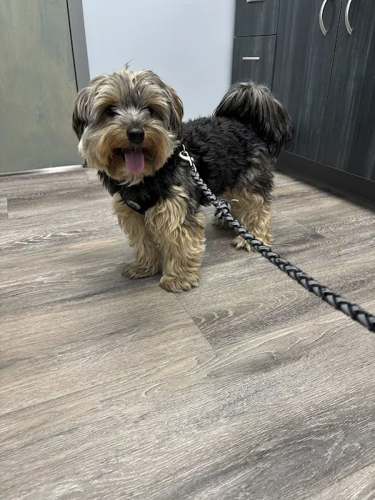 Bogey Hills Animal Hospital Picture 10