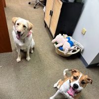 Brentwood Animal Hospital ico