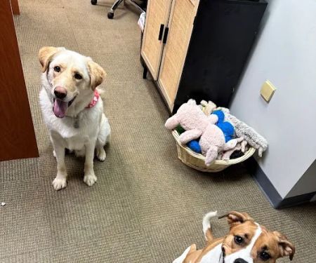 Brentwood Animal Hospital