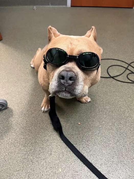 Brentwood Animal Hospital Picture 4