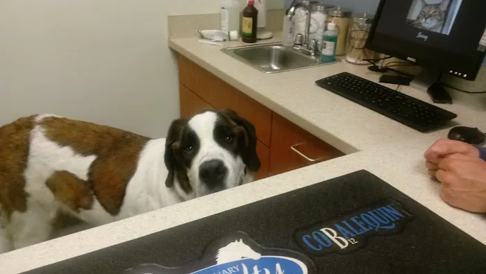 Brentwood Animal Hospital Picture 8