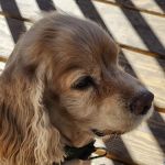 Mt Sterling Veterinary Cln