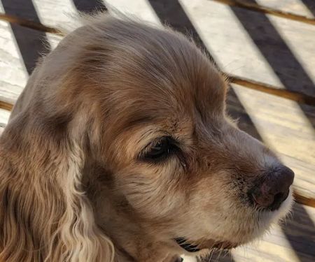 Mt Sterling Veterinary Cln