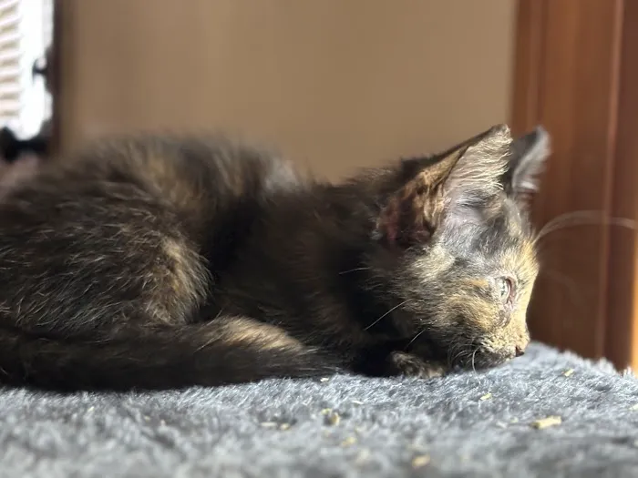 Vetco Total Care Animal Hospital Picture 5