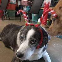 Western Illinois Veterinary Clinic ico