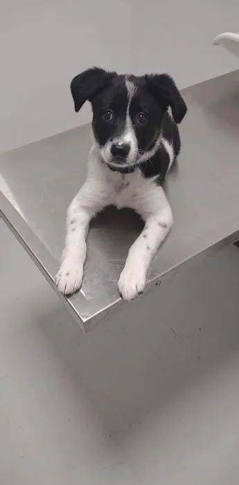 Western Illinois Veterinary Clinic Picture 4