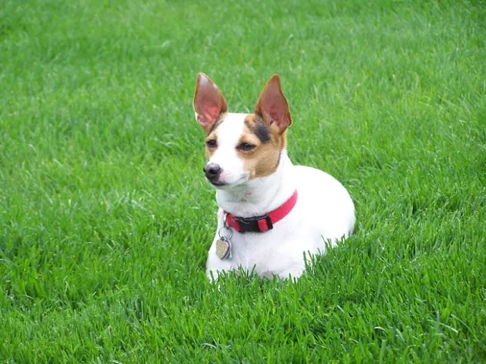 Western Illinois Veterinary Clinic Picture 10