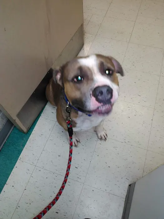 VCA Klingele Animal Hospital Picture 1