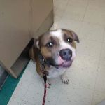 VCA Klingele Animal Hospital