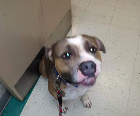 VCA Klingele Animal Hospital