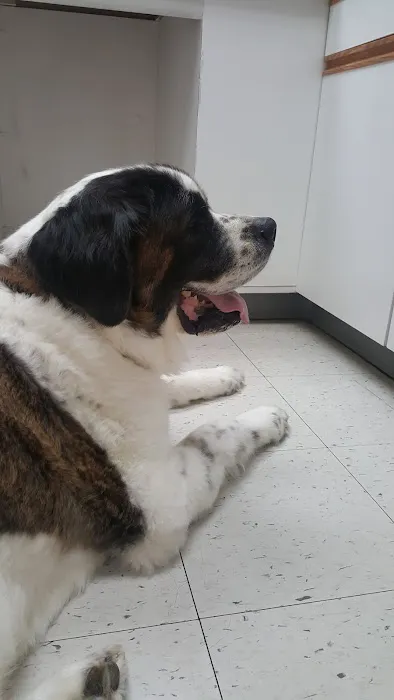 VCA Klingele Animal Hospital Picture 3