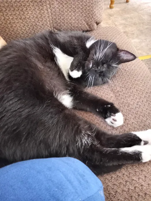 VCA Klingele Animal Hospital Picture 6