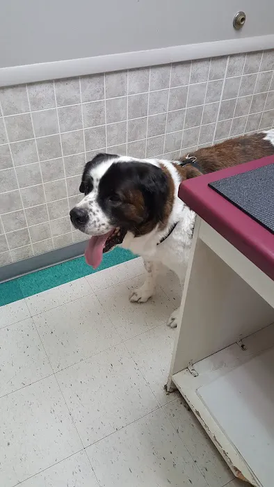 VCA Klingele Animal Hospital Picture 4