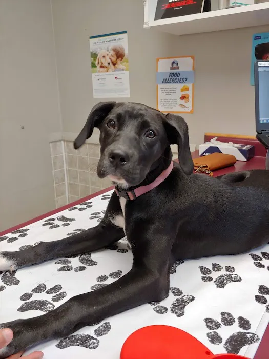 VCA Klingele Animal Hospital Picture 2