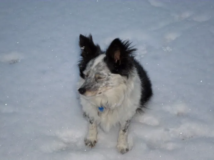 VCA Klingele Animal Hospital Picture 10