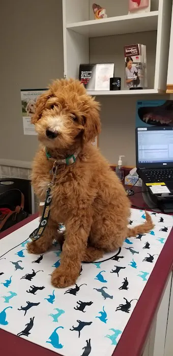 VCA Klingele Animal Hospital Picture 7