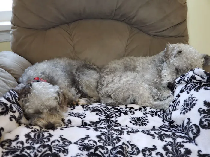 VCA Klingele Animal Hospital Picture 8