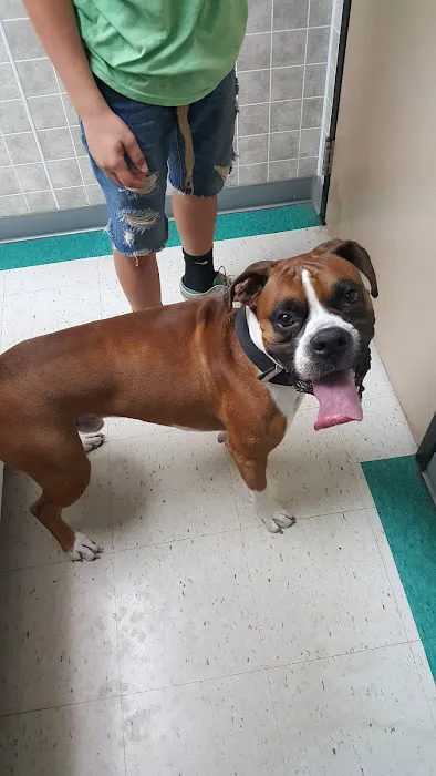 VCA Klingele Animal Hospital Picture 9