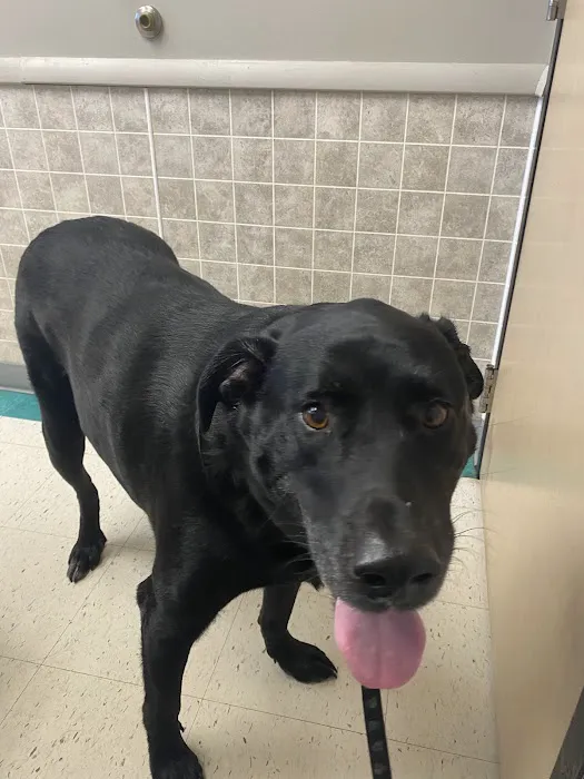 Klingele Veterinary Clinic: Sculley Sue DVM Picture 1