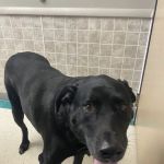 Klingele Veterinary Clinic: Sculley Sue DVM