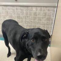 Klingele Veterinary Clinic: Sculley Sue DVM ico