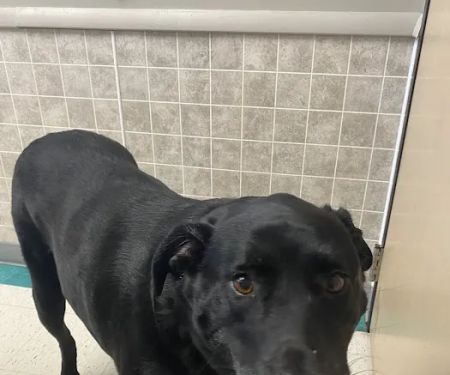 Klingele Veterinary Clinic: Sculley Sue DVM