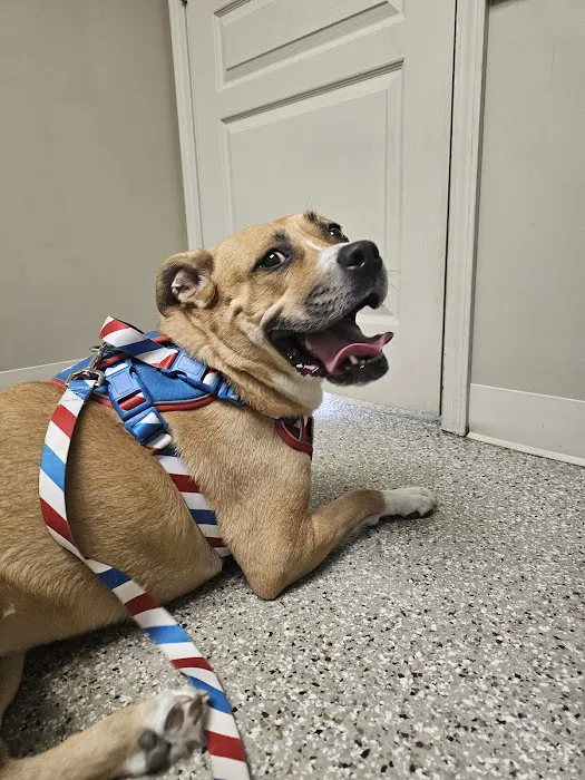 Animal Medical Clinic Picture 2