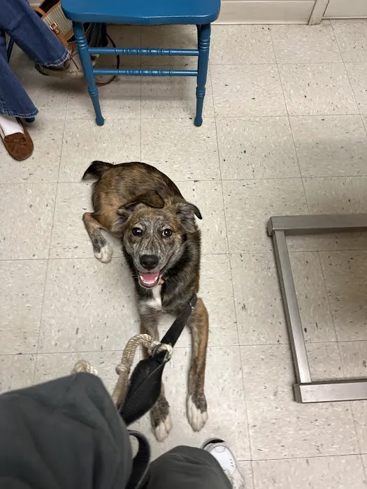 Animal Medical Clinic Picture 1