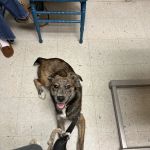 Animal Medical Clinic