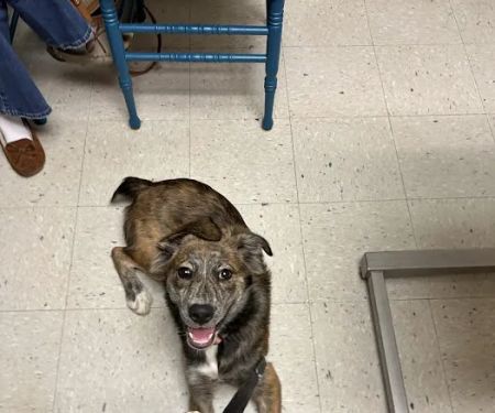 Animal Medical Clinic