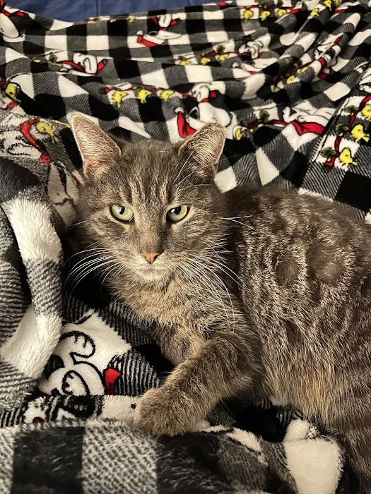 Animal Medical Clinic Picture 3