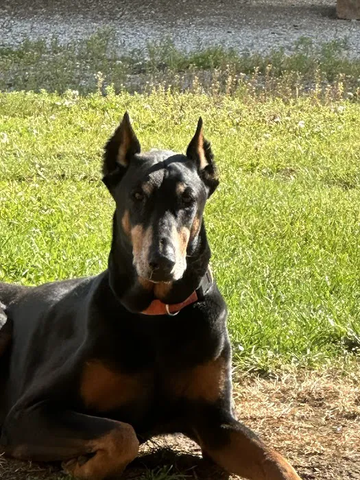 Animal Medical Clinic Picture 5