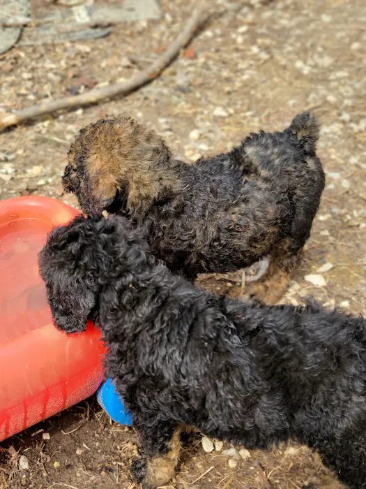 Country View Vet Service Picture 1