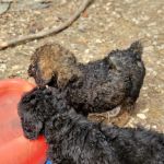 Country View Vet Service