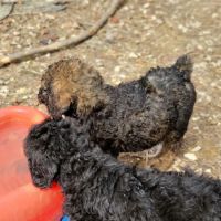 Country View Vet Service ico