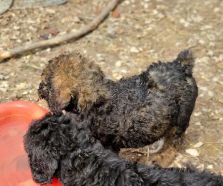 Country View Vet Service