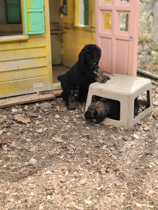 Country View Vet Service Picture 5