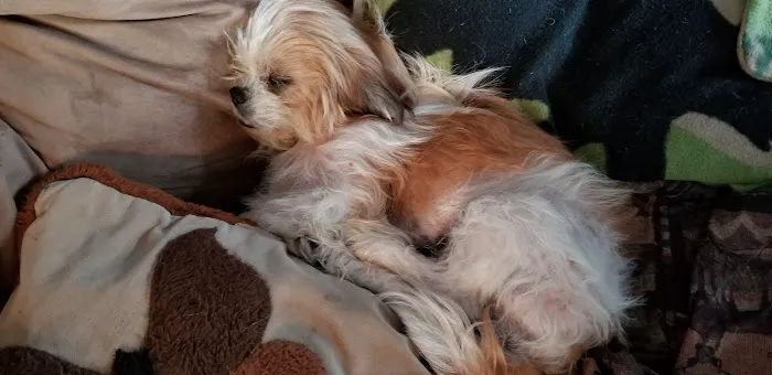 Country View Vet Service Picture 2