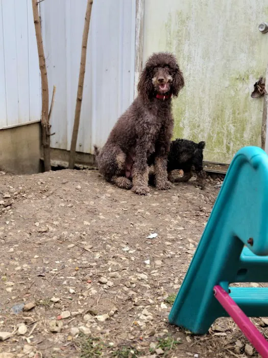 Country View Vet Service Picture 8