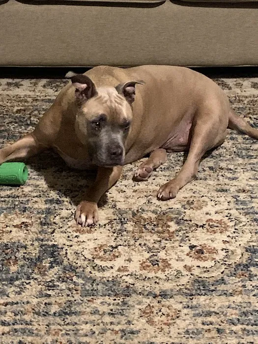 Four Paws Veterinary Clinic Picture 1