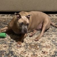 Four Paws Veterinary Clinic ico