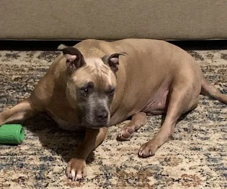 Four Paws Veterinary Clinic