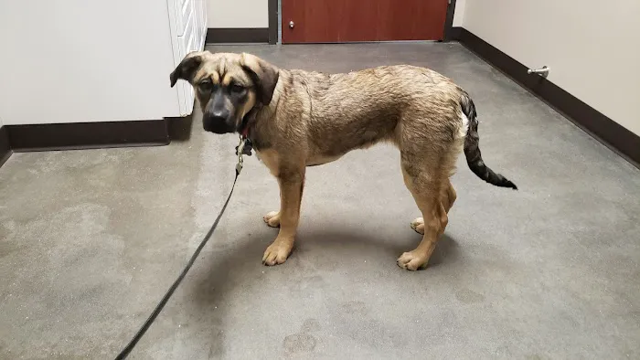 Four Paws Veterinary Clinic Picture 2