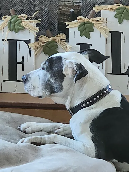 Four Paws Veterinary Clinic Picture 4