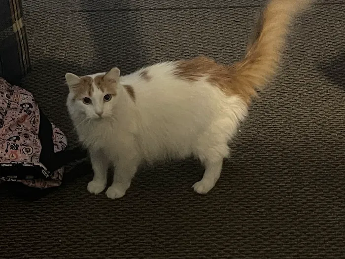 Four Paws Veterinary Clinic Picture 9