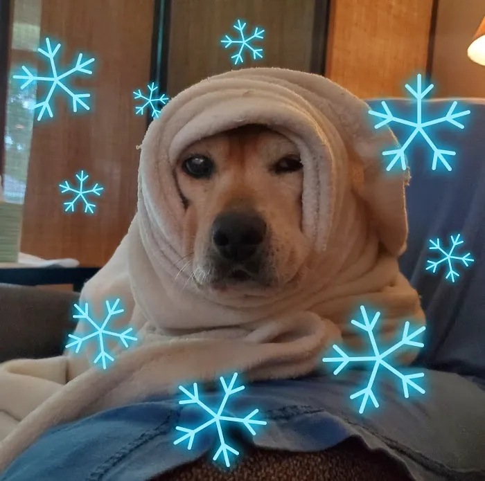 Groves Veterinary Clinic Picture 1