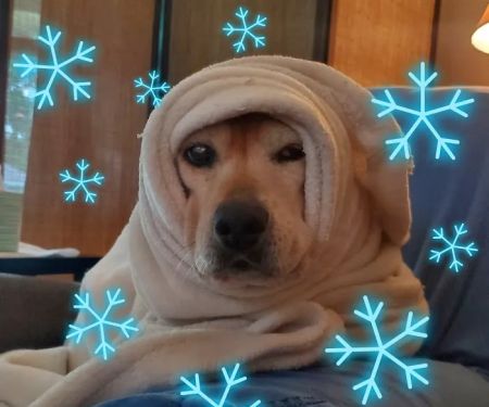 Groves Veterinary Clinic