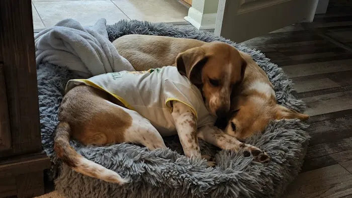 Groves Veterinary Clinic Picture 3